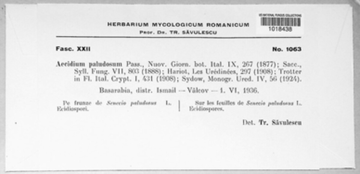 Aecidium paludosum image